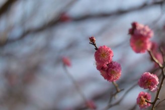 節分祭