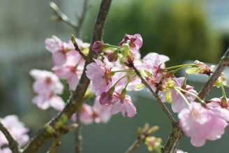 井伊谷宮の桜