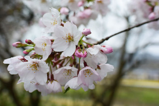 井伊谷宮の桜