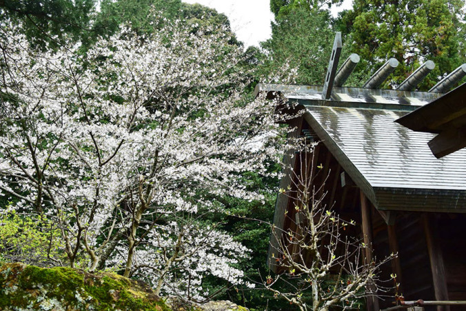 井伊谷宮の桜