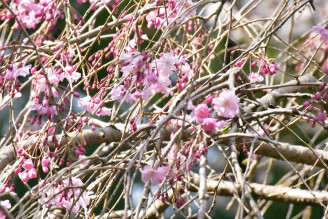 井伊谷宮の桜