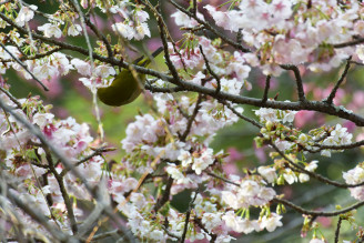 井伊谷宮の桜