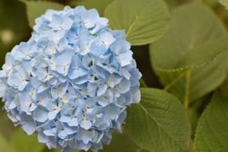 夏越の大祓特別御朱印