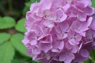 夏越の大祓特別御朱印