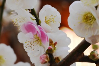 井伊谷宮ひなまつり