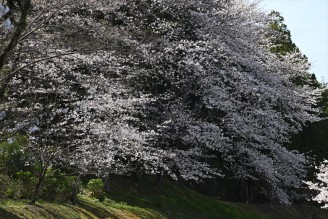 4月特別御朱印