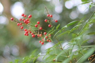 12月特別御朱印