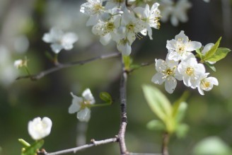 御祭神の愛した花「スモモ」