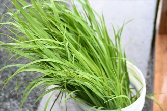 持ち帰り用茅_R