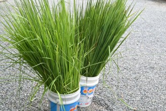 夏越の大祓・茅の輪くぐり神事